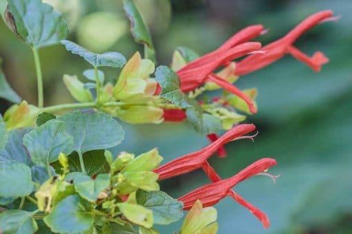 Salvia regla, sauge rouge arbustive