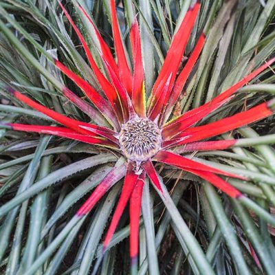 Fascicularia bicolor, ananas rouge, en fleurs