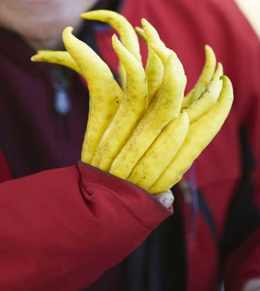 Fruit de Main de Bouddha tenu par une main
