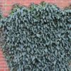 Feuillage d'Hedera pastuchovii Ann Ala, lierre d'Iran