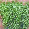 Feuillage d'Hedera pastuchovii Ann Ala, lierre d'Iran