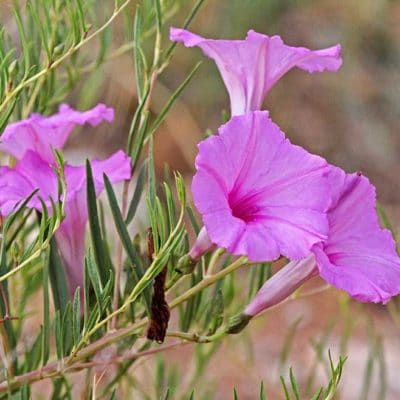 Ipomoea leptophylla, ipomée à feuilles fines