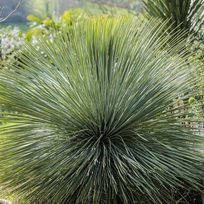 Yucca à feuilles linéaires (Yucca linearifolia)