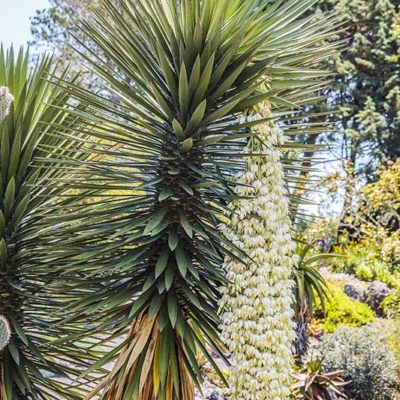 Yucca filifera alias Yucca australis, en fleur