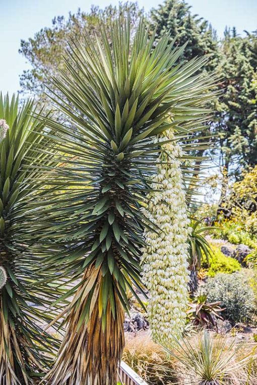 Yucca filifera alias Yucca australis, en fleur
