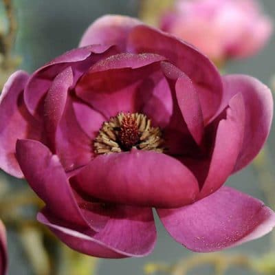 Magnolia 'Genie', magnolia à fleurs rouge sombre