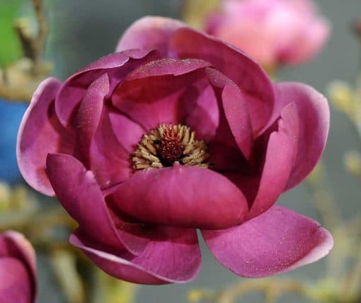 Magnolia 'Genie', magnolia à fleurs rouge sombre