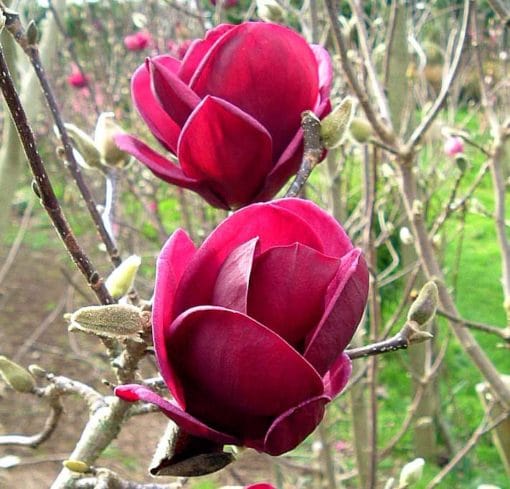 Magnolia 'Genie', magnolia à fleurs rouge sombre