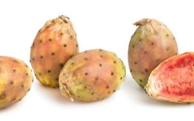 Comment cultiver et réussir le figuier de Barbarie (Opuntia ficus-indica)