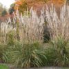 Canne de Ravenne, Saccharum ravennae alias Erianthus ravennae