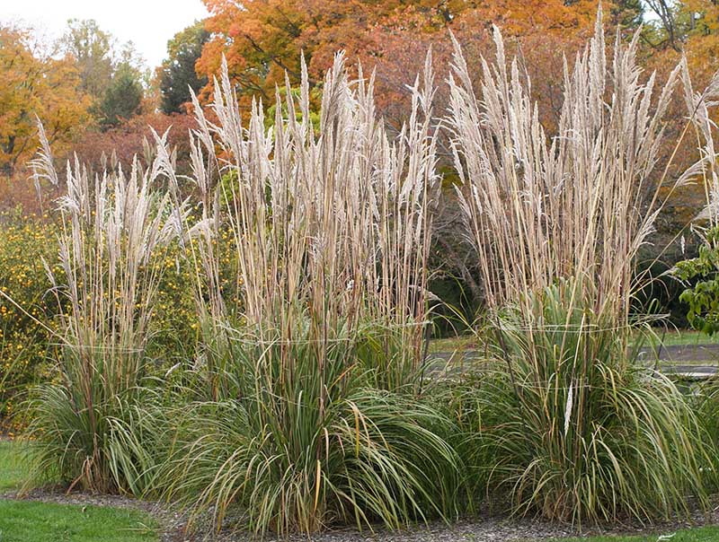 Erianthus Ravennae Grass