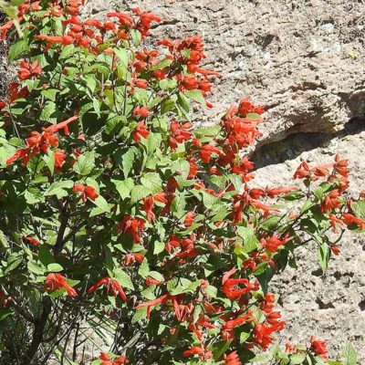 Salvia regla, sauge arbustive, sauge des montagnes, en fleurs
