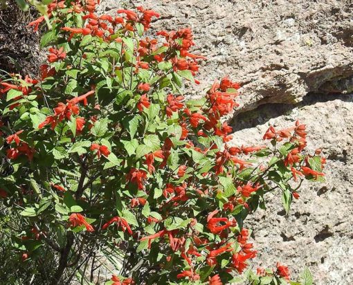 Salvia regla, sauge arbustive, sauge des montagnes, en fleurs