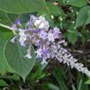 Buddleia curviflora, arbre à papillon à fleur courbe