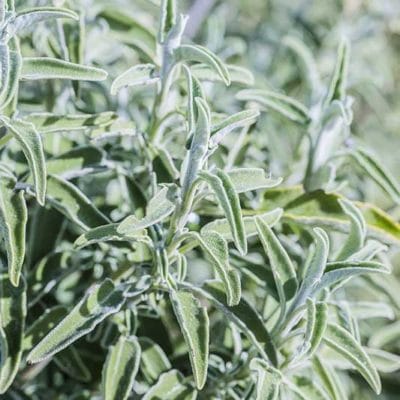 Sauge arbustive hybride, Salvia 'Newe Ya'ar'