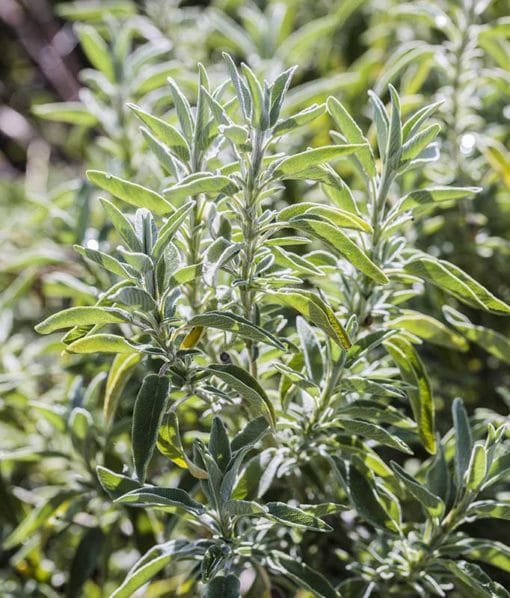 Sauge arbustive hybride, Salvia 'Newe Ya'ar'