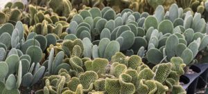 cactus en production