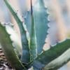 Agave salmiana crassispina de notre production