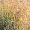 Erianthus ravennae, Saccharum ravennae, en tenue d'automne