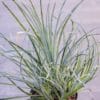 Fascicularia bicolor de notre production