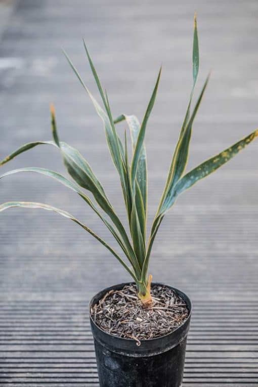 Yucca recurvifolia Marginata de notre production