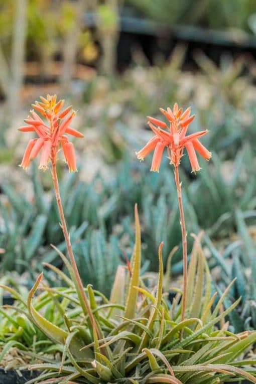 Aloe thomsoniae en fleurs