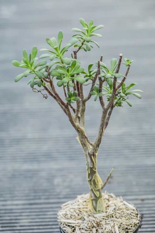 Sedum oxypetalum, orpin en arbre, de notre production