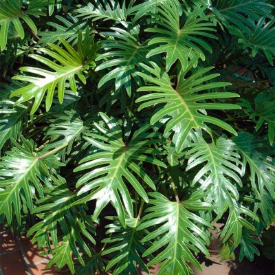 Philodendron xanadu, alias Thaumatophyllum xanadu