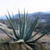 Agave mapisaga