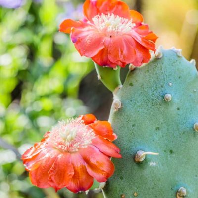 Opuntia quimilo