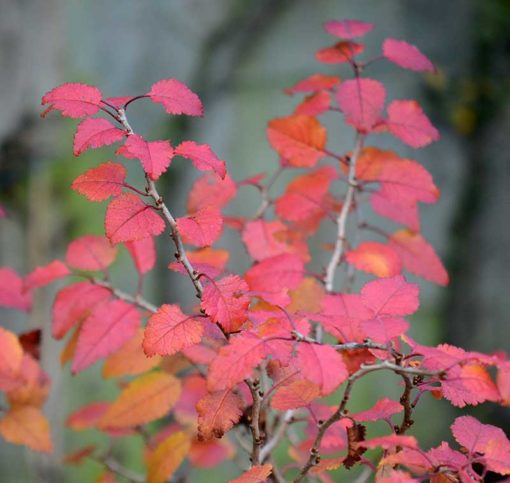 Prunus incisa Kojo no Mai en couleur d'automne