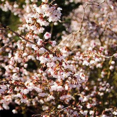 Prunus incisa Kojo no Mai en fleurs