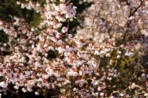 Prunus incisa Kojo no Mai en fleurs