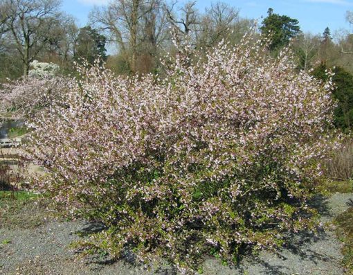 Prunus incisa Kojo no Mai en fleur