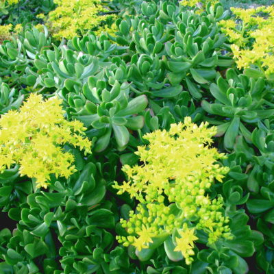 Sedum praealtum, orpin arbustif en fleur