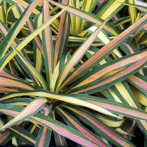 Yucca recurvifolia Colour Guard en livrée hivernale