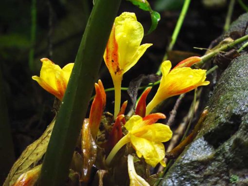 Floraison de Zingiber chysanthum