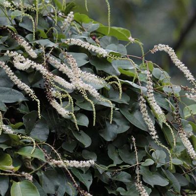 Anredera cordifolia, l'épinard grimpant, en fleurs