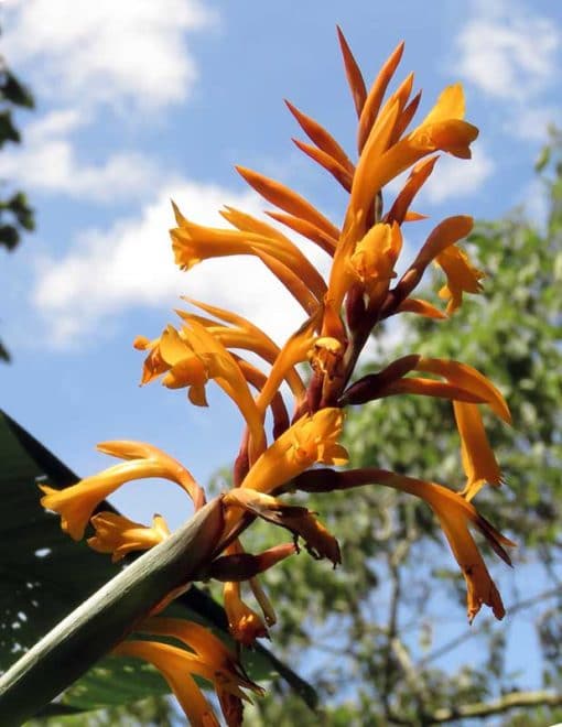 floraison de Canna jaegeriana, le balisier orange