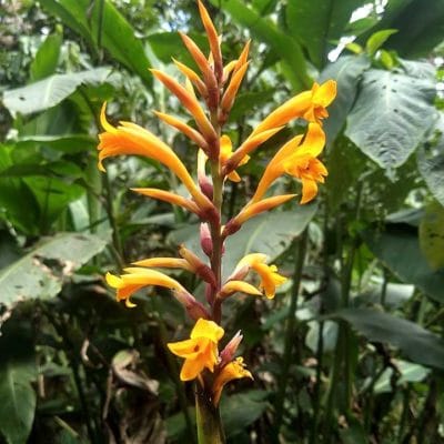 floraison de Canna jaegeriana, le balisier orange