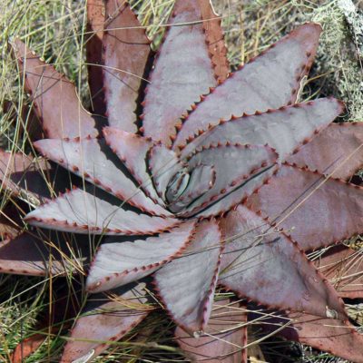 Rosette d'Aloe conifera