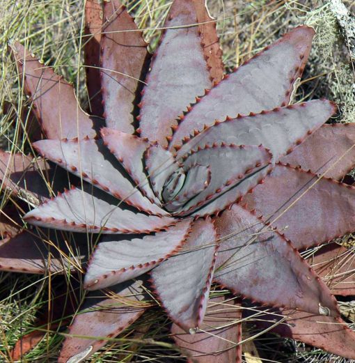 Rosette d'Aloe conifera