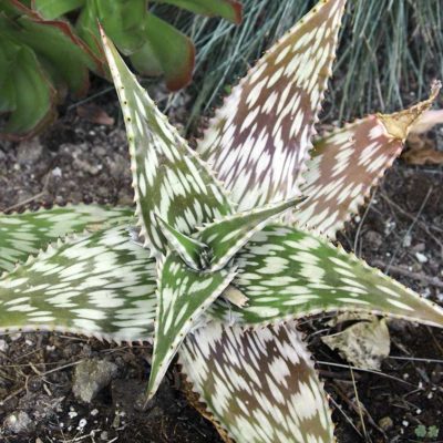 Aloe harlana , aloe mosaïque