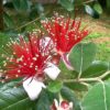 Feijoa sellowiana Mammouth, goyave du Brésil 'Mammouth' en fleur