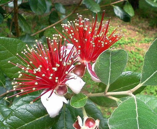 Feijoa sellowiana Mammouth, goyave du Brésil 'Mammouth' en fleur