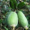Feijoa sellowiana Mammouth, goyave du Brésil 'Mammouth' en fruit