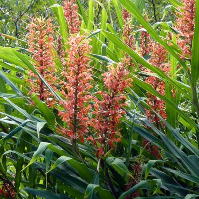 Hedychium coccineum, le gingembre de jardin rouge