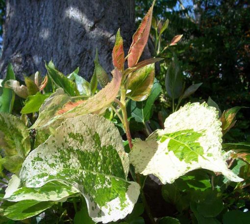 peuplier panaché, Populus candicans Aurora