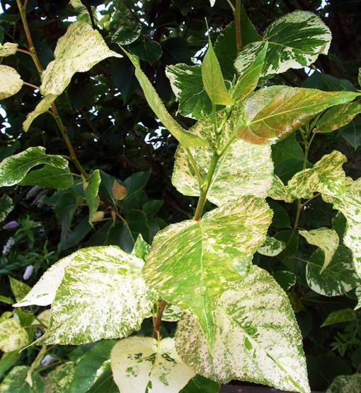 peuplier panaché, Populus candicans Aurora