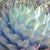 Agave parrasana, agave chou